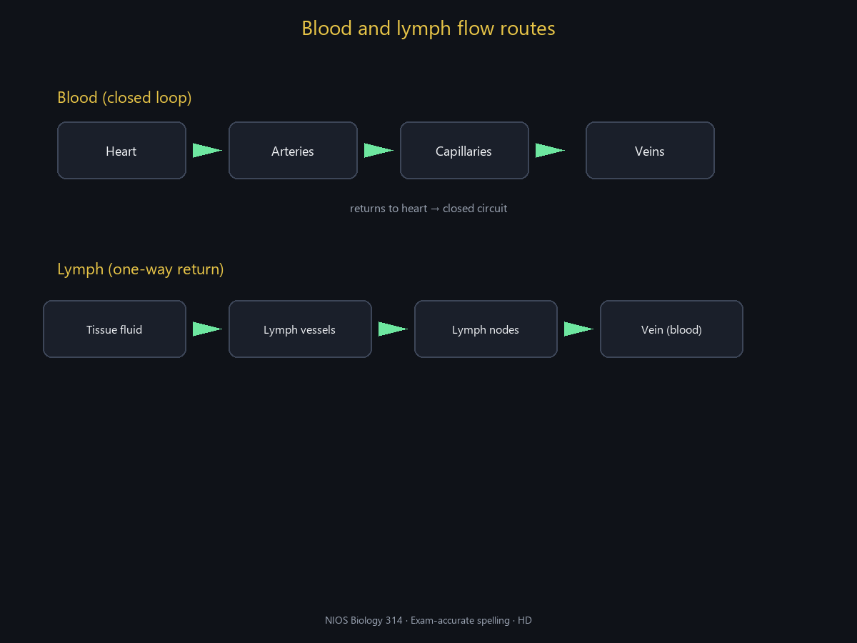 Spell-checked HD blood/lymph routes.