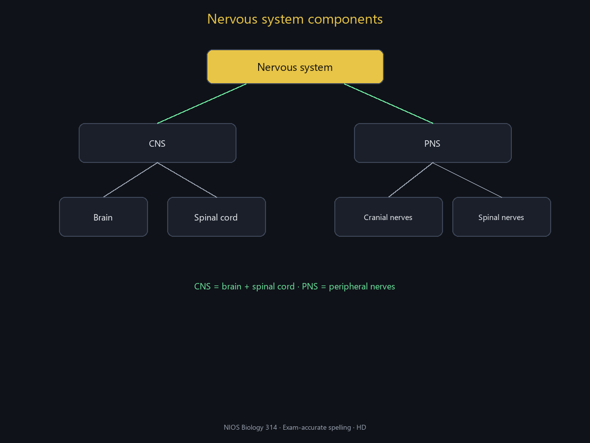 Spell-checked HD CNS/PNS map.