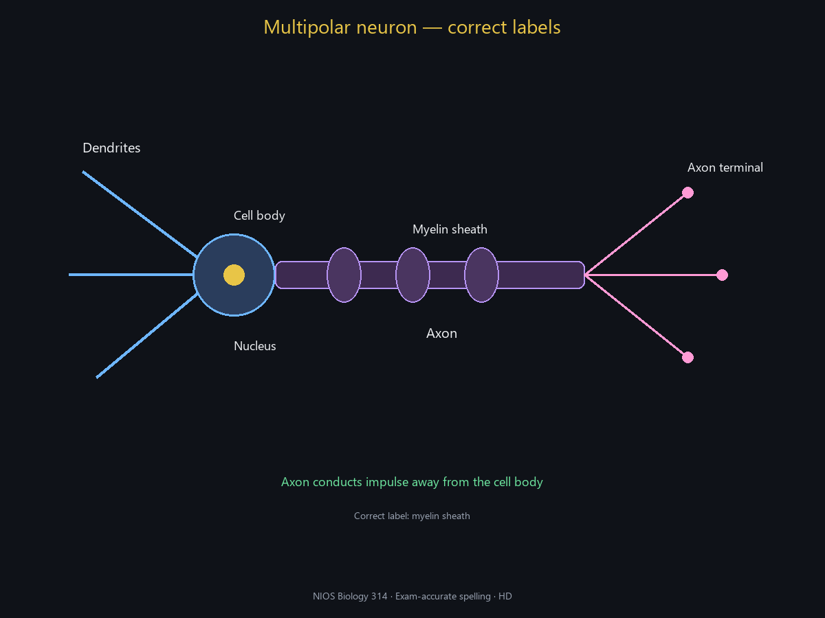 Spell-checked HD neuron (myelin correct).