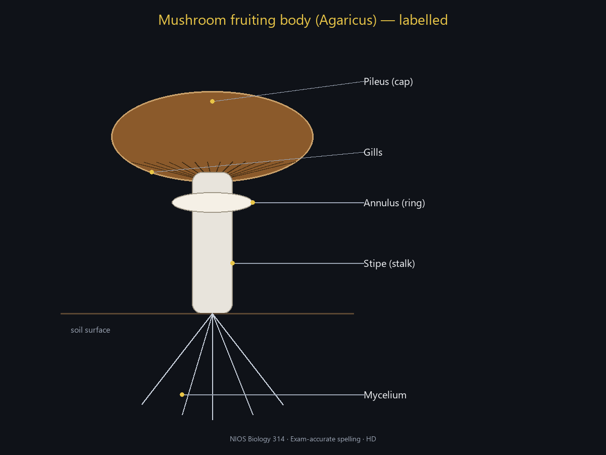 Spell-checked HD: pileus, gills, annulus, stipe, mycelium.