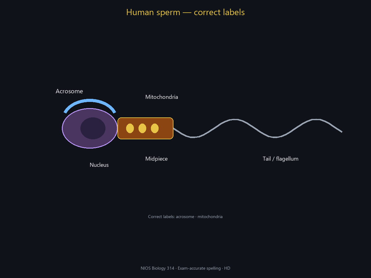 Spell-checked HD sperm (acrosome, mitochondria).
