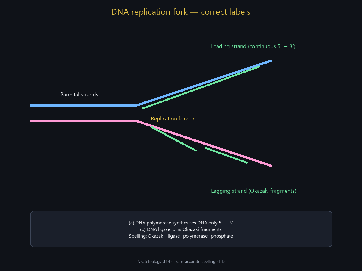 Spell-checked HD DNA fork (Okazaki, ligase).