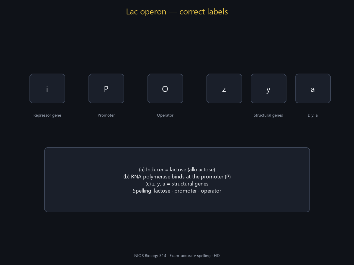 Spell-checked HD lac operon.