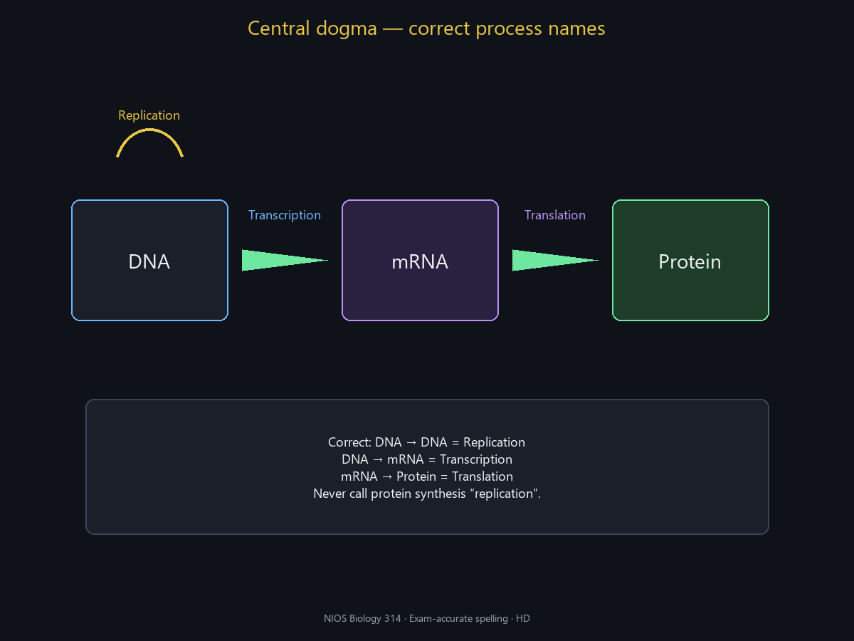 Spell-checked HD central dogma processes.