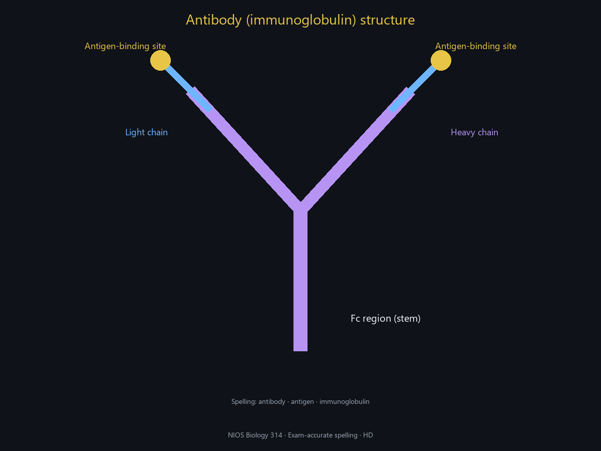 Spell-checked HD antibody structure.